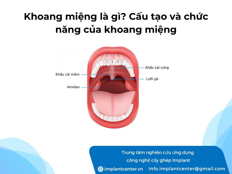 Khoang-mieng-la-gi-Cau-tao-va-chuc-nang-cua-khoang-mieng